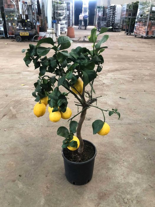 Citrice lamai, kumquat, calamondino, mandarin