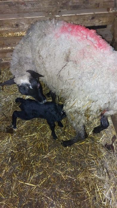 Романовски овце,агнета ,кочове за разплод.