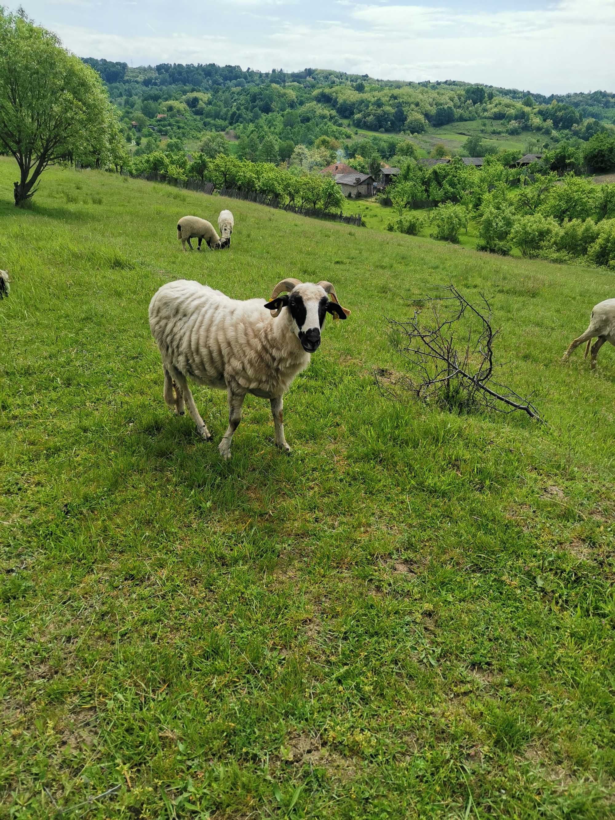 Oi tinere și un berbec de 2 ani și jumatate