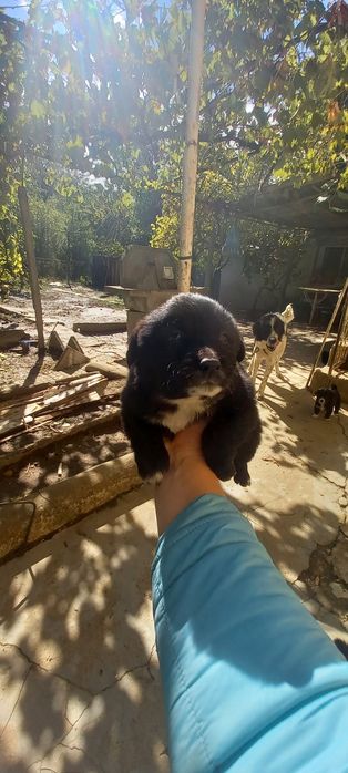 Продавам каракачанчета.