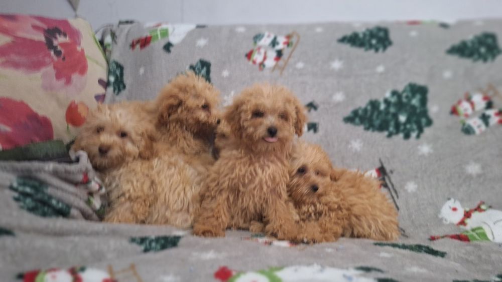 Пудел Той пуделчета момичета