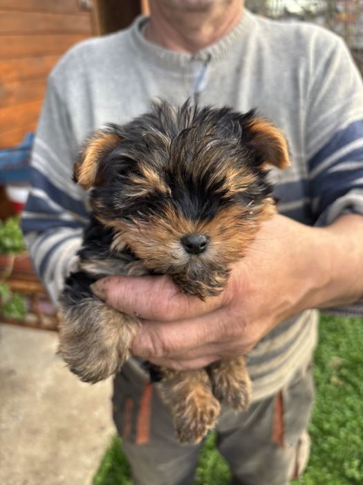 Йоркширски териер