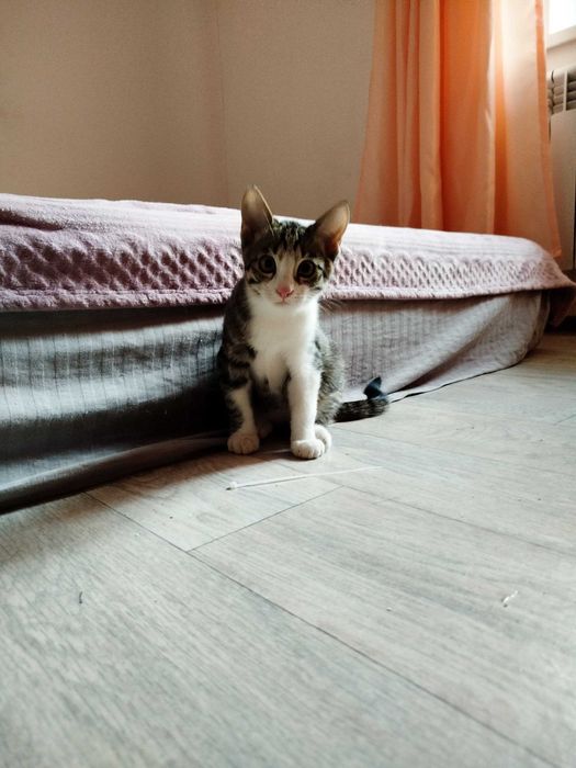 Отдам котёнка, мальчика, в добрые руки
