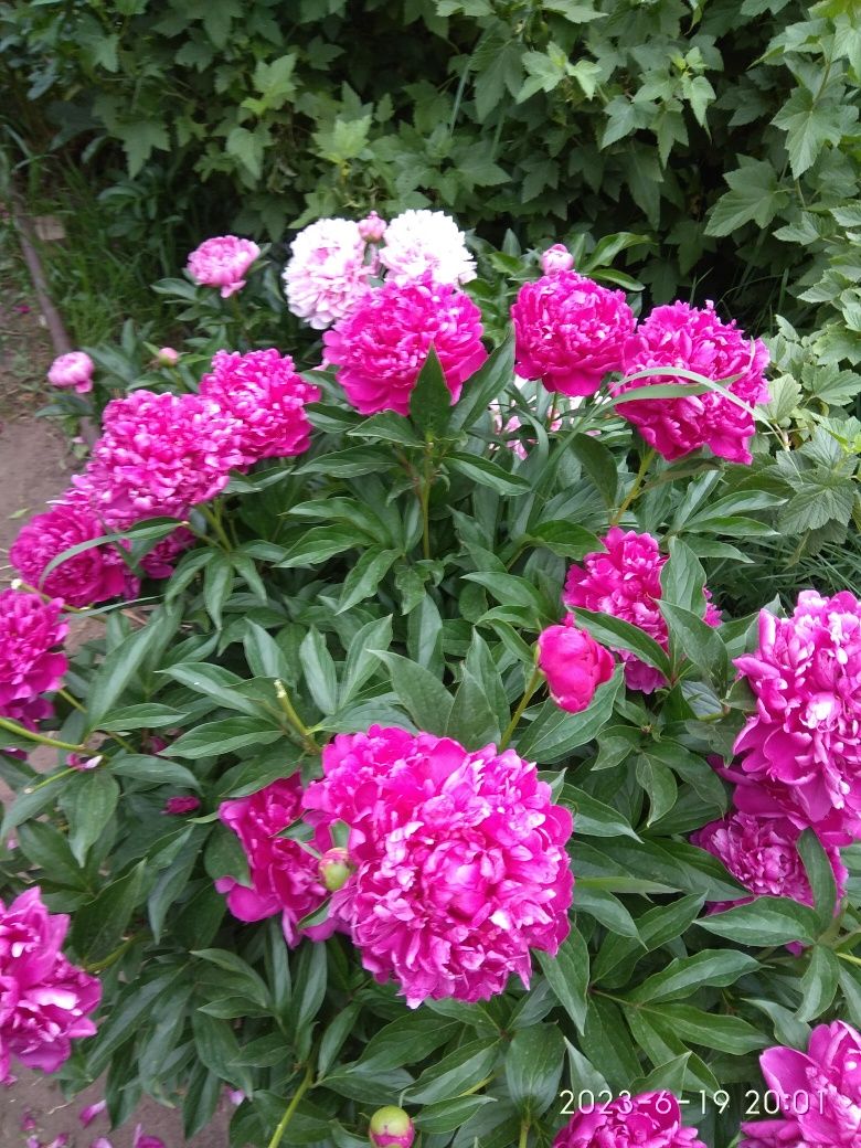 Сад огород многолетники цветы