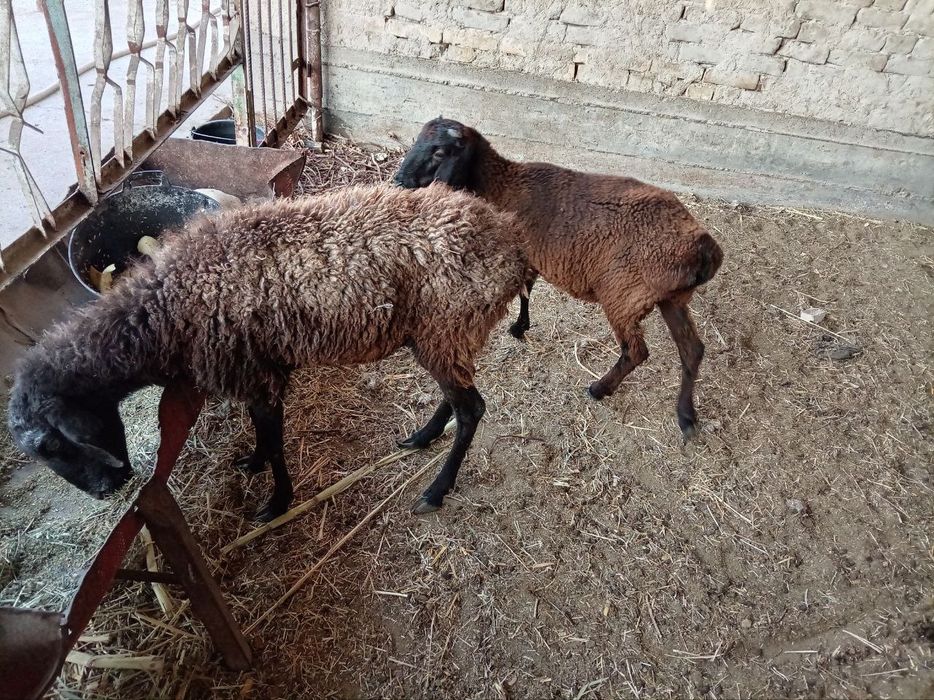 Она бола куй сотилади боласи кучкор онаси бугоз 6500