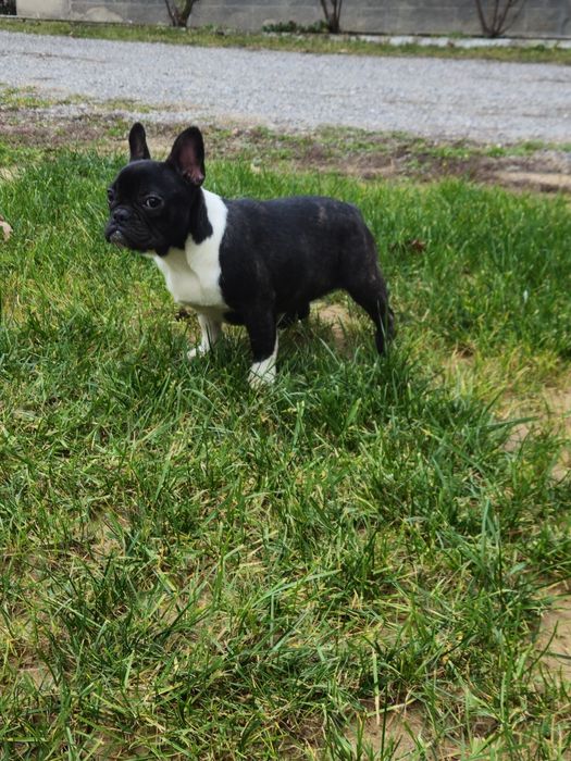 Femelă Bulldog Francez