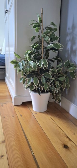 Искусственный Фикус в Горшке