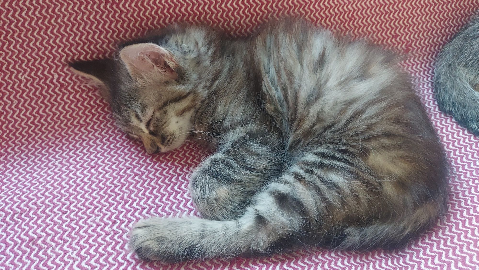 Отдам котят заботливым людям
