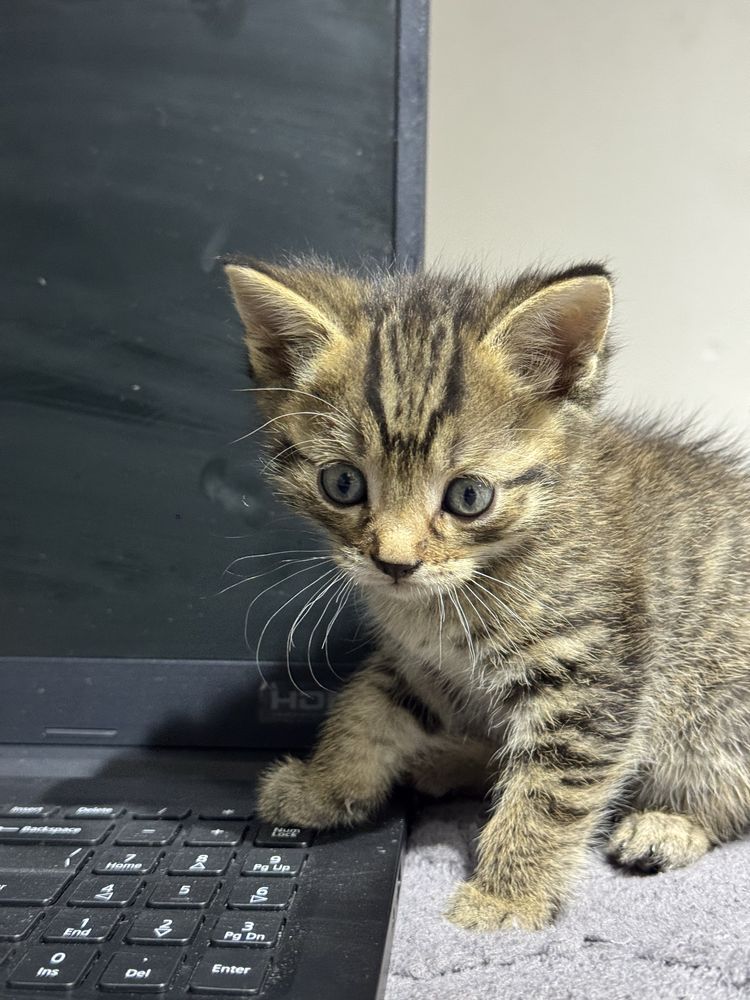 Котенки бесплатные