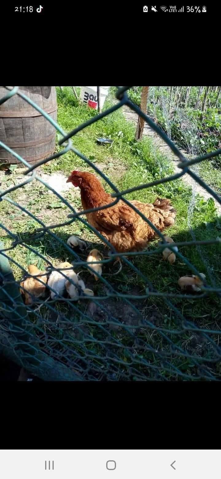 dorințe doresc păsări gen așa ca din poze