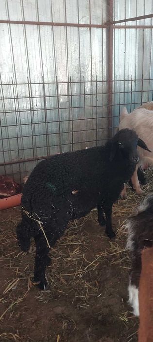 Mieluta Caracul disponibila
