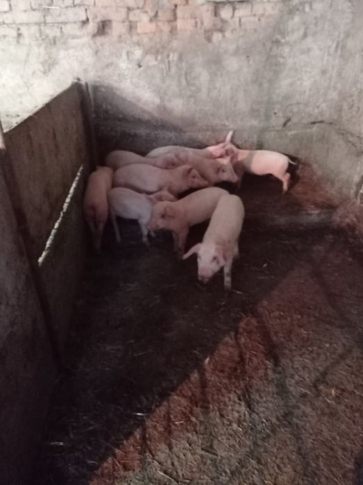 Продавам малки прасета
