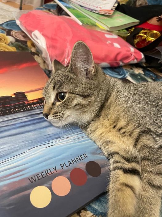 Отлам котенка 5 месяцев в хорошие руки