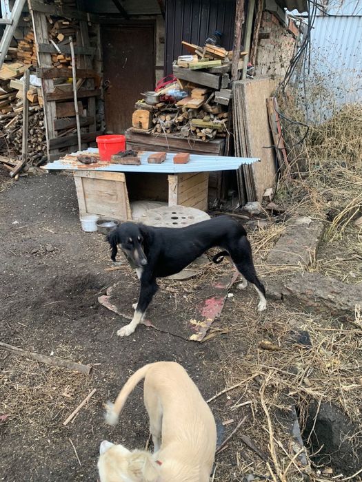 Казахская  тазы