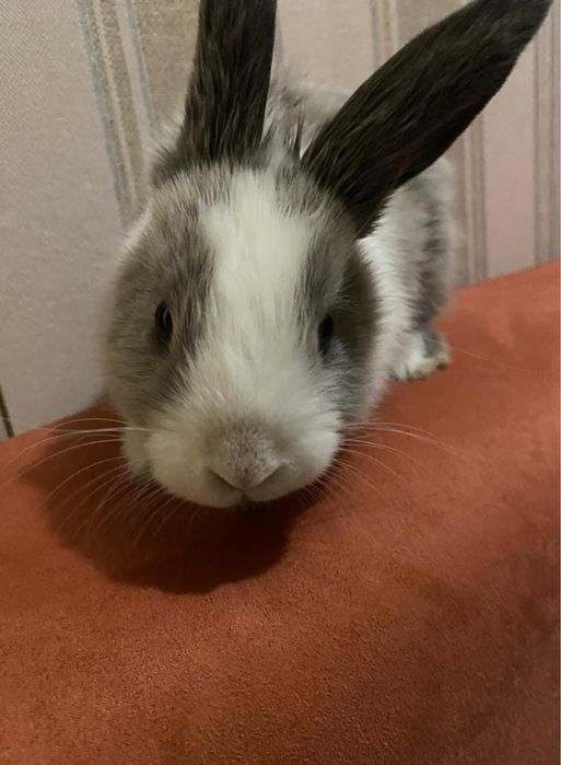 продам кролика.пол не знаю.кролик активный и здоровый.Любит внимание.