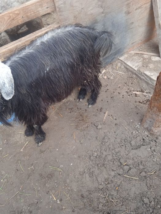 Кучкорча ва мода эчки сотилади