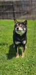 Femela Shiba Inu