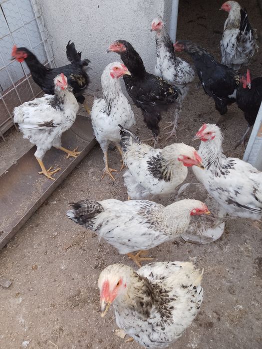 Cocoși tineri de vanzare, sunt tineri și sănătoși