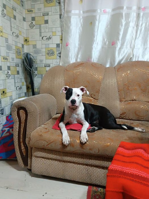 Отдам собаку с документами