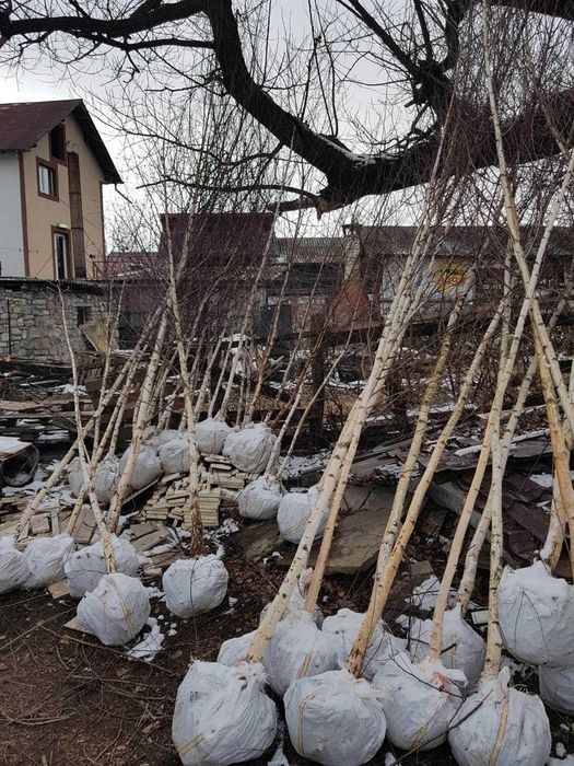 Plante Decorative Tuia