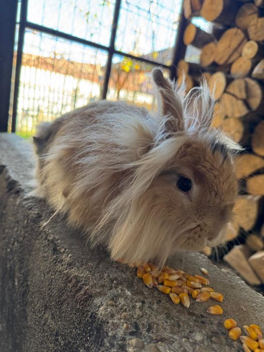 2 iepuroaice, rasa cap de leu