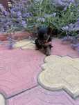 Yorkshire terrier mini toy fetita !!