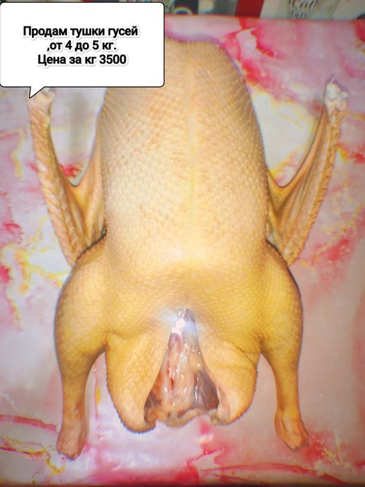 Продам тушки гусей
