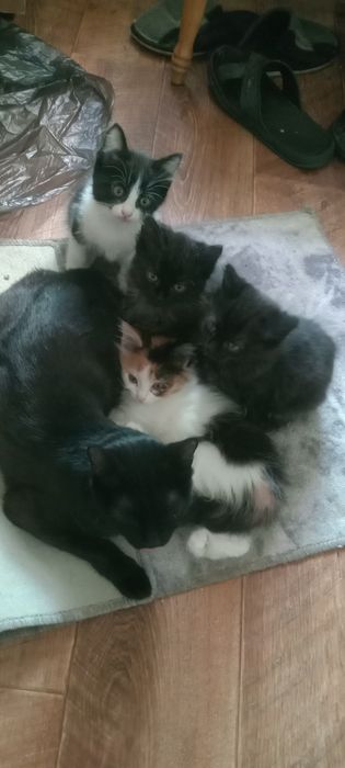 Котятки ищут дом и добрых людей