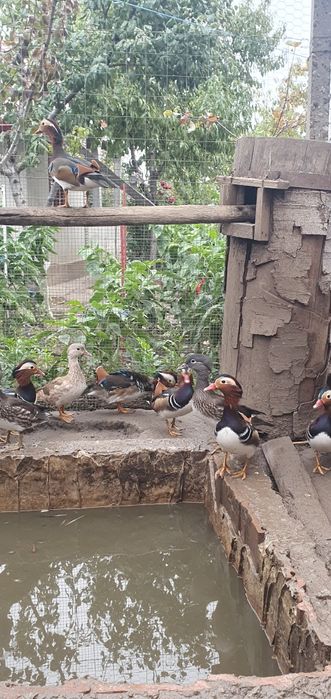 Vând rațe mandarin 2025