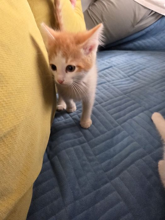 Отдам котят в добрые руки. 4 котёнка.