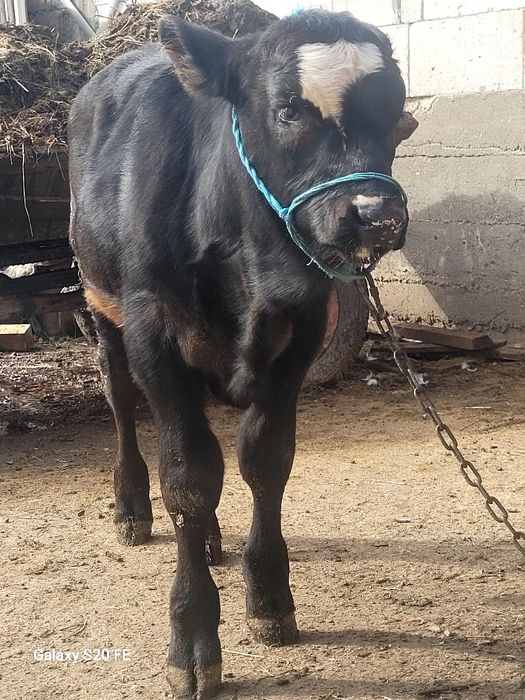 Tauras 5 6 luni hntarcat angus frumos