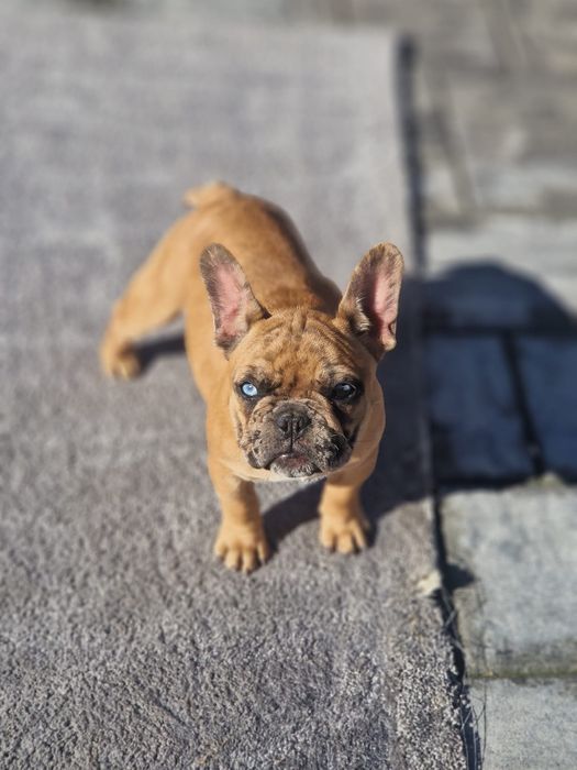 Bulldog francez femela