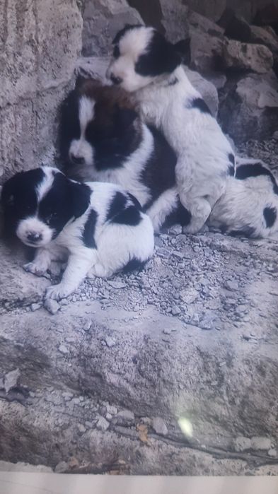 Отдам щенят в добрые руки