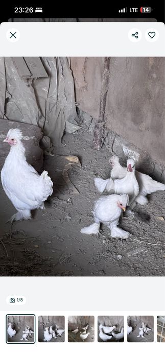 Yapon juchasi sotiladi tezda