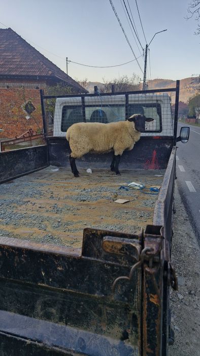 Vand berbec suffolk de 6 luni