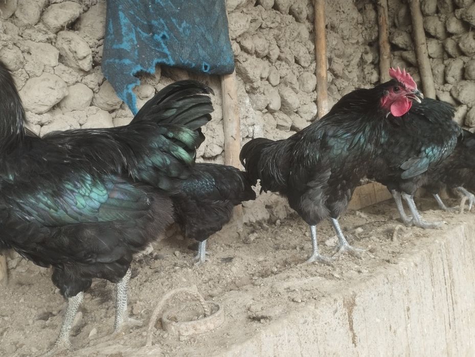 Jersiy gigantlar sotiladi 5 oylik