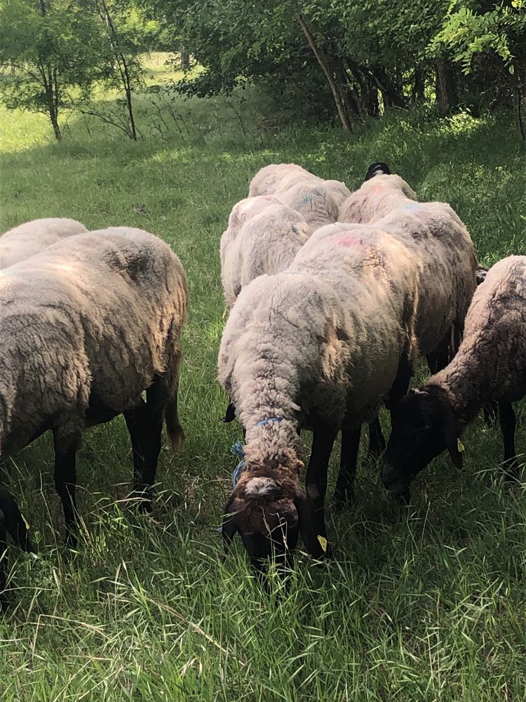 Vand oi carabase cap negru de teleorman