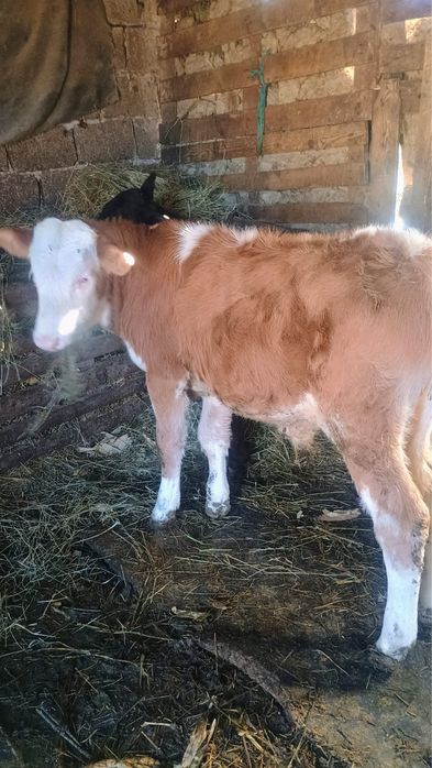 Vand tauras de baltata romaneasca si vitea angus