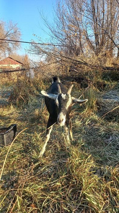 Продам срочно коза порода хорошы