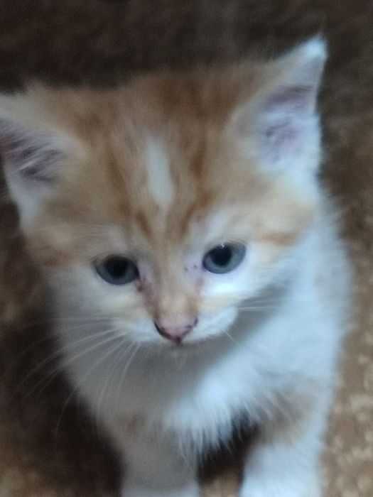 Прелестные котята