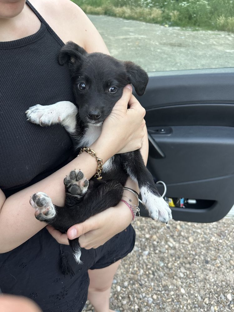 4 căței spre adopție!!