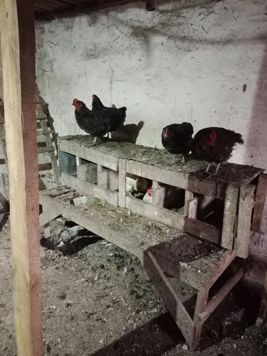 Домащние куры несутся каждый день