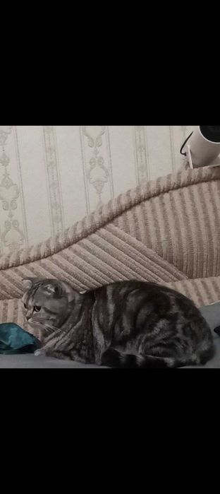 ,Кто потерял шотландскую кошку