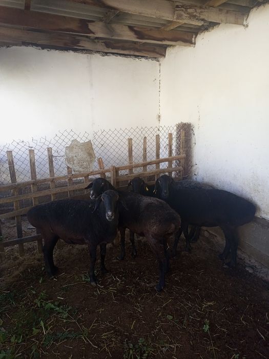 Саулық қой сатылады