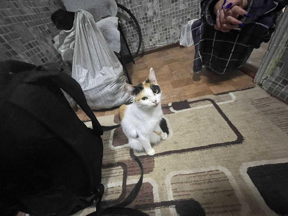 Кошечка в хорошие руки