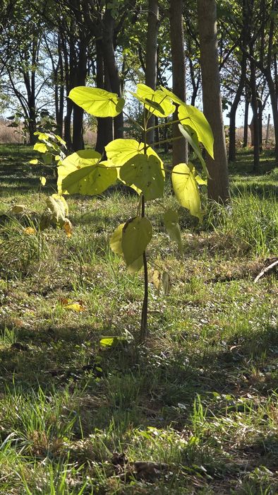 Puieți de pawlonia de vânzare