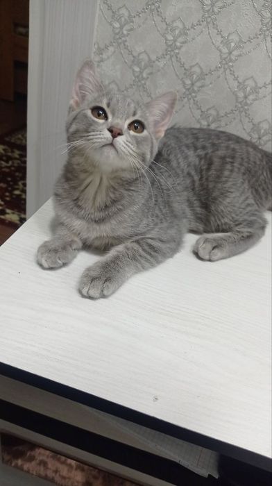 Скоттиш страйт кошка