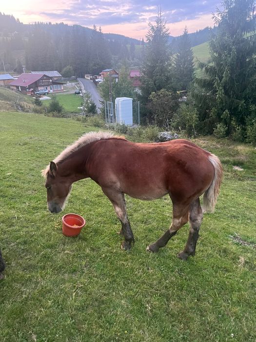 Mânză 4 luni jumate de vânzare