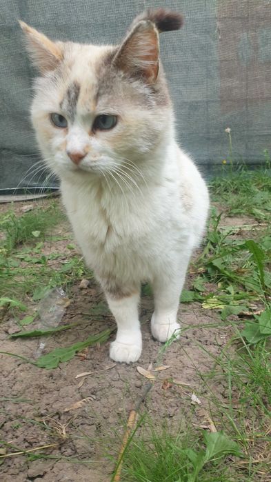 Adoptie pisica siameza deosebita, sterilizata
