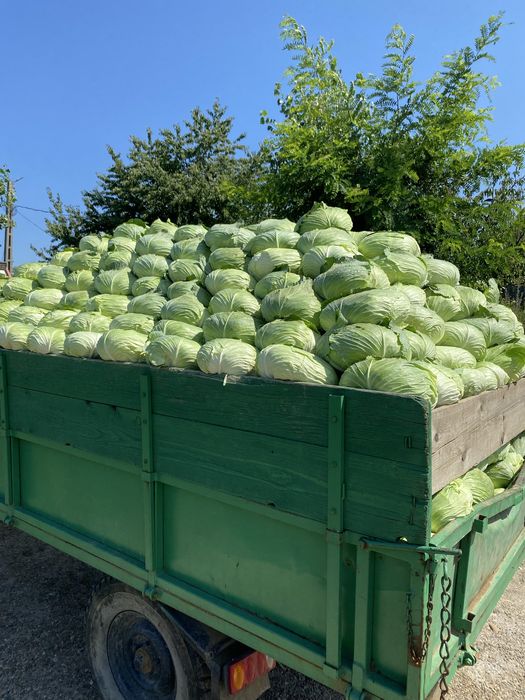 Vând varză verde plată